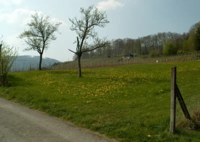 Bepflanzen des Rebberges