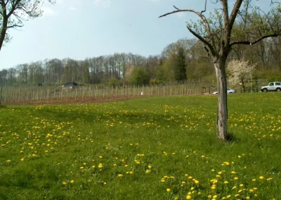 Bepflanzen des Rebberges