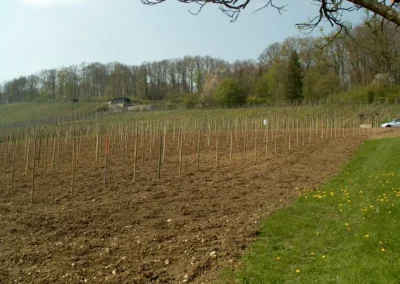 Bepflanzen des Rebberges