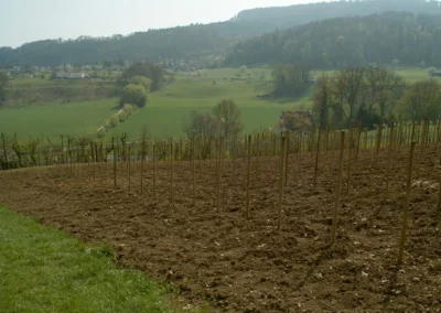 Bepflanzen des Rebberges