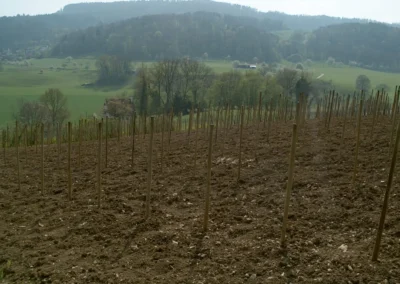 Bepflanzen des Rebberges