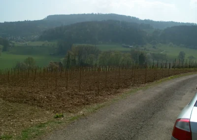 Bepflanzen des Rebberges