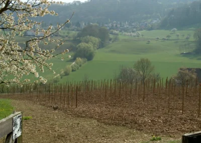 Bepflanzen des Rebberges