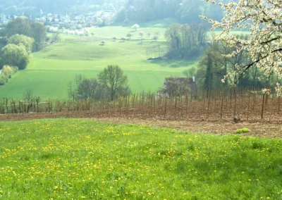 Bepflanzen des Rebberges