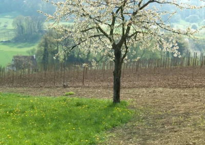 Bepflanzen des Rebberges