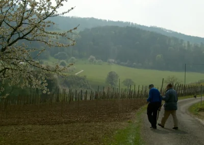Bepflanzen des Rebberges