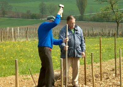 Bepflanzen des Rebberges