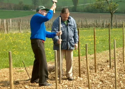 Bepflanzen des Rebberges