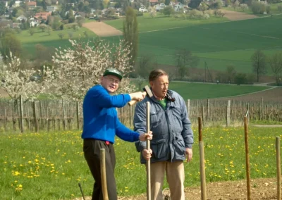 Bepflanzen des Rebberges