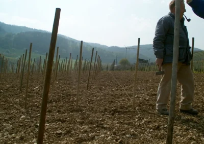 Bepflanzen des Rebberges