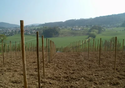 Bepflanzen des Rebberges