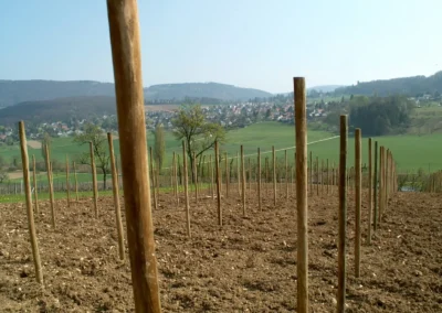 Bepflanzen des Rebberges