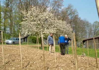 Bepflanzen des Rebberges