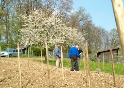 Bepflanzen des Rebberges