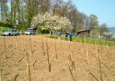 Bepflanzen des Rebberges