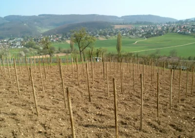 Bepflanzen des Rebberges