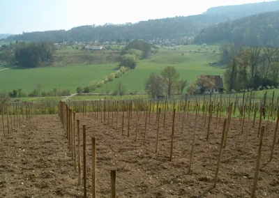 Bepflanzen des Rebberges