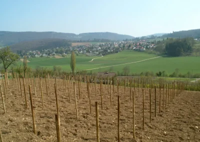 Bepflanzen des Rebberges