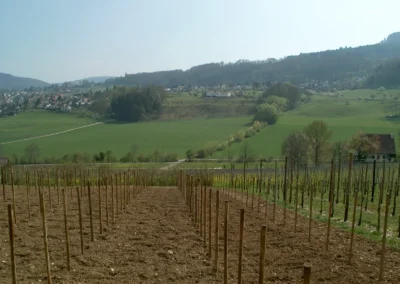 Bepflanzen des Rebberges