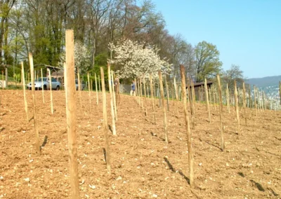 Bepflanzen des Rebberges
