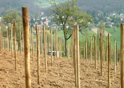 Bepflanzen des Rebberges