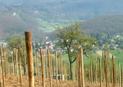 Bepflanzen des Rebberges