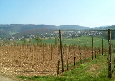 Bepflanzen des Rebberges