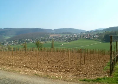 Bepflanzen des Rebberges