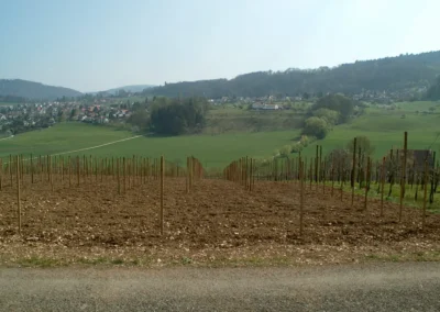 Bepflanzen des Rebberges