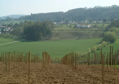 Bepflanzen des Rebberges