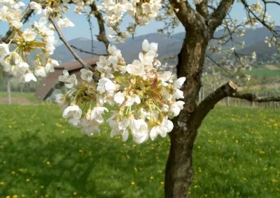Bepflanzen des Rebberges