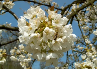 Bepflanzen des Rebberges