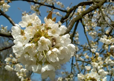 Bepflanzen des Rebberges
