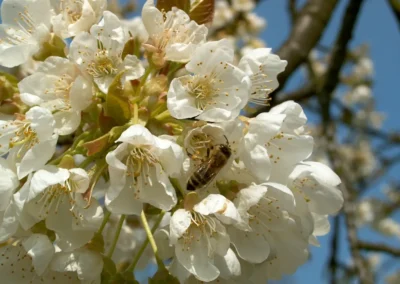 Bepflanzen des Rebberges