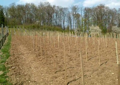 Bepflanzen des Rebberges