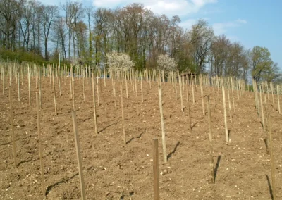 Bepflanzen des Rebberges