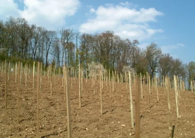 Bepflanzen des Rebberges