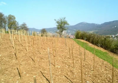 Bepflanzen des Rebberges