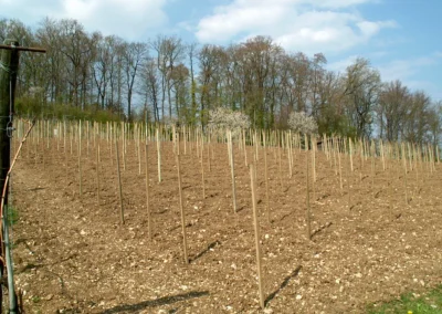 Bepflanzen des Rebberges