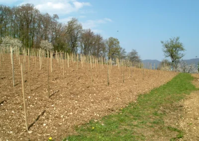 Bepflanzen des Rebberges