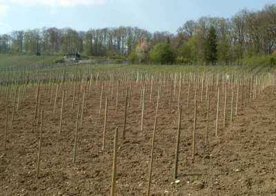Bepflanzen des Rebberges