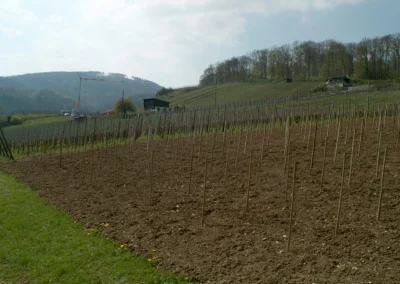 Bepflanzen des Rebberges