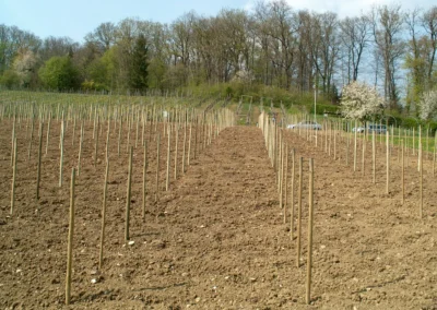 Bepflanzen des Rebberges