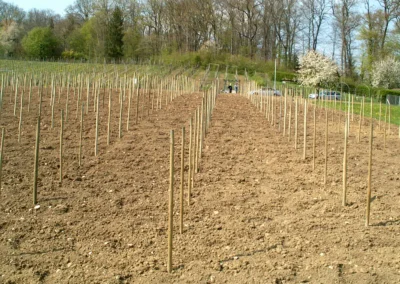 Bepflanzen des Rebberges
