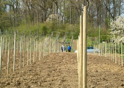 Bepflanzen des Rebberges