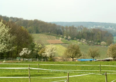 Bepflanzen des Rebberges