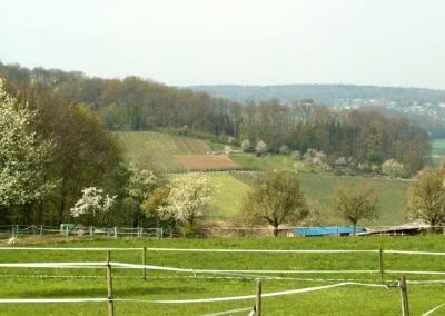 Bepflanzen des Rebberges
