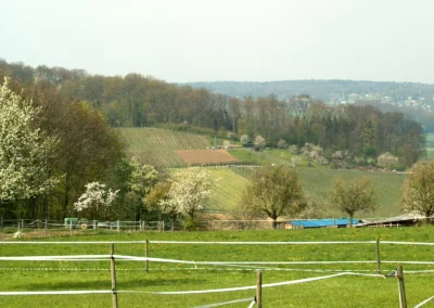 Bepflanzen des Rebberges