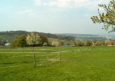 Bepflanzen des Rebberges