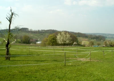 Bepflanzen des Rebberges